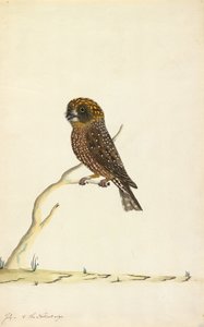 Boobook Owl by The Sydney Bird Painter